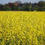 Im Gruenen - Hof Blohme Langwedel (Verden)